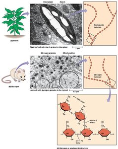 The structure of starch and glycogen
