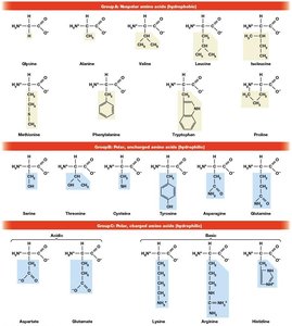 Structures of the 20 amino acids found in proteins