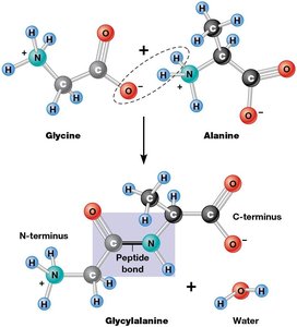 Peptide bond formation between glycine and alanine
