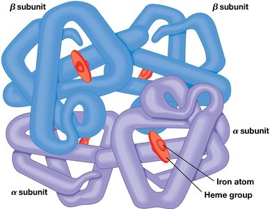 Structure of hemoglobin