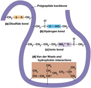 Bonds and interactions involved in protein folding and stability