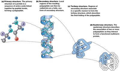 The four levels of organization of protein structure