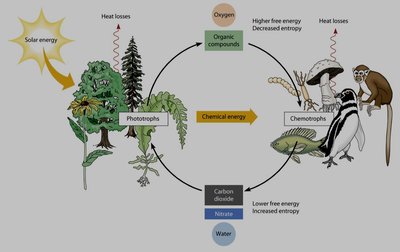 Energy flow in biological systems: solar energy, phototrophs, chemotrophs, heat losses, chemical energy