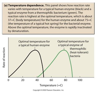 Temperature dependence of enzyme activity