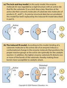 Substrate binding and conformational change