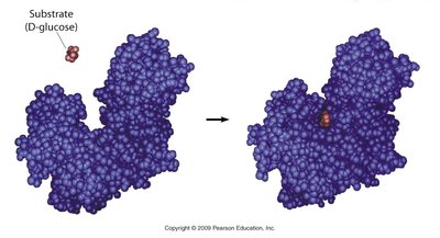 Hexokinase induced fit model