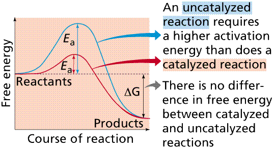 Catalyzed vs. uncatalyzed reaction energy diagram