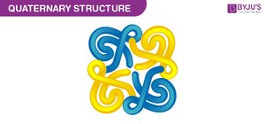 Quaternary structure of a protein