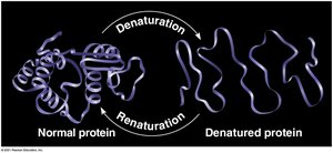 Denaturation and renaturation of a protein