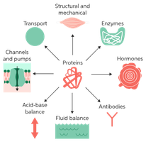 Functions of proteins in the cell
