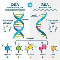 DNA vs RNA structure and differences