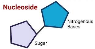 Nucleoside structure: sugar and nitrogenous base