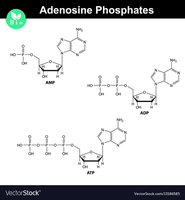 Adenosine phosphates: AMP, ADP, ATP