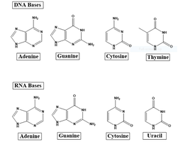 DNA and RNA base structures