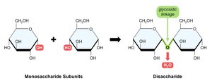 Formation of a disaccharide by glycosidic linkage