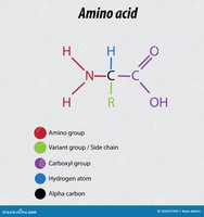 General structure of an amino acid