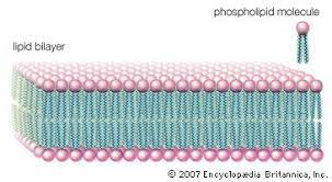Phospholipid bilayer structure