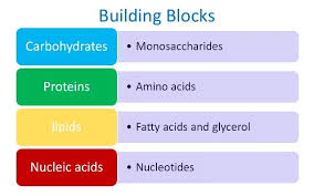 Summary of macromolecule building blocks