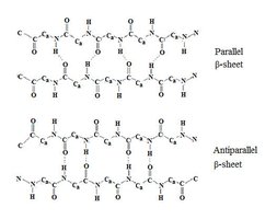 Parallel and antiparallel beta sheets