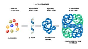 Levels of protein structure: primary, secondary, tertiary, quaternary