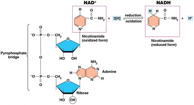 Structure of NAD+ and NADH