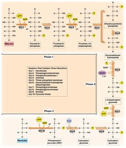 Glycolytic pathway overview