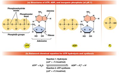 Structure of ATP, ADP, and inorganic phosphate