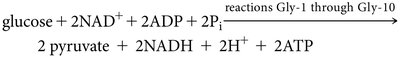 Summary of glycolysis phases