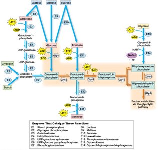 Catabolism of sugars and glycerol