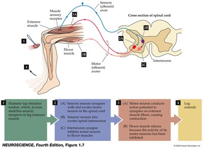 Diagram of knee-jerk reflex circuit