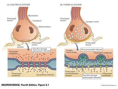 Comparison of electrical and chemical synapses