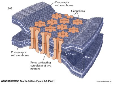 Structure of gap junctions at electrical synapses