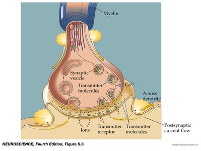 Sequence of events at a chemical synapse