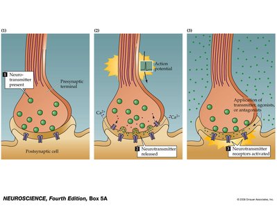 Criteria for neurotransmitter definition