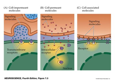 Three classes of cell signaling molecules