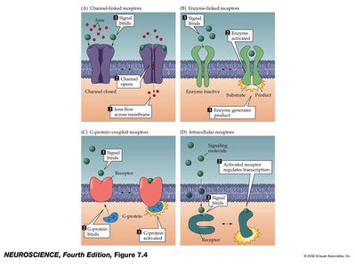 Types of cell signaling receptors