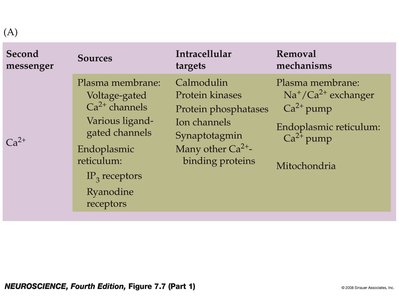 Secondary messenger system diagram