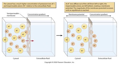 Diagram showing K+ diffusion and membrane potential formation