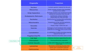 Table of organelles and their functions
