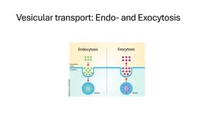 Diagram of endocytosis and exocytosis