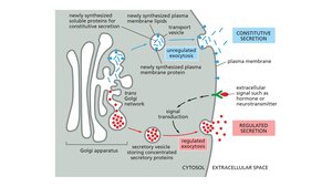 Constitutive and regulated secretion from the Golgi apparatus