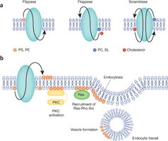 Diagram of flippase, floppase, and scramblase in membrane lipid movement