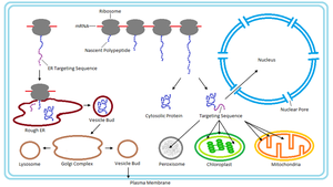 Diagram of protein targeting and import pathways