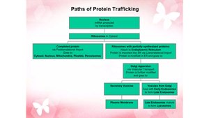 Flowchart of protein trafficking paths