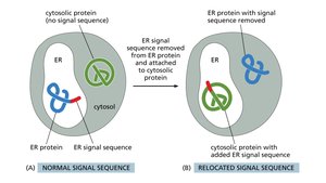 Diagram showing normal and relocated signal sequences in protein targeting