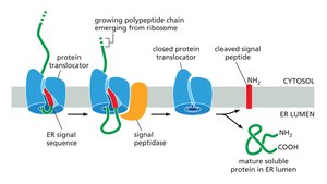 Mechanism of cotranslational import into the ER lumen