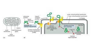 Protein import into mitochondria via TOM and TIM complexes