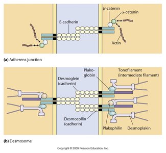 Desmosome structure and electron micrograph