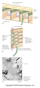Tight junction structure
