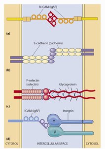 Types of cell-cell adhesion molecules